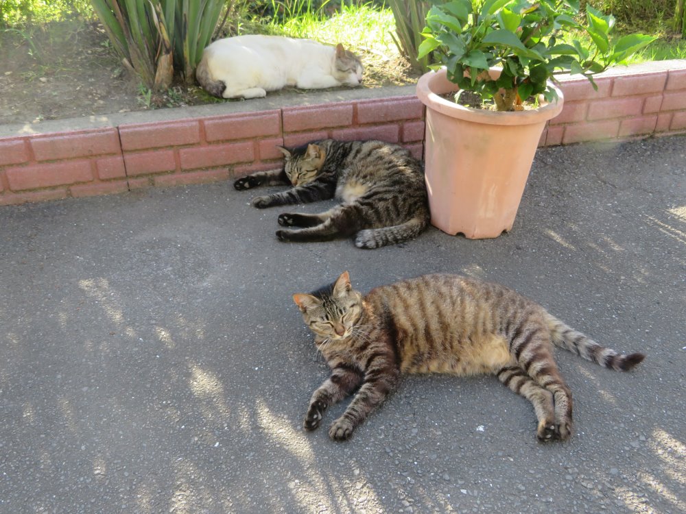 薩摩明治村の猫たち