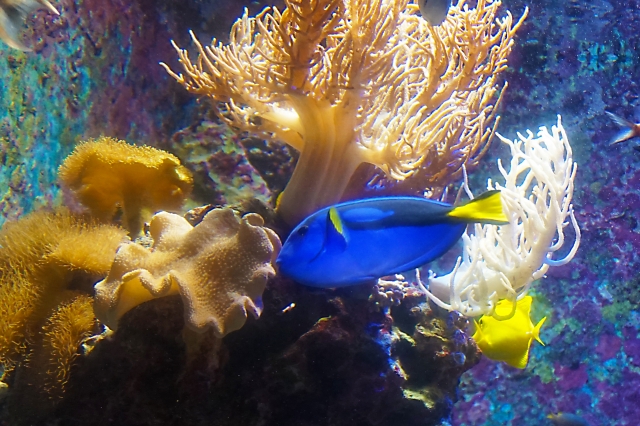 美ら海水族館の水槽