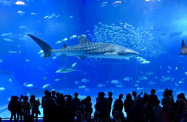 美ら海水族館のジンベイザメ